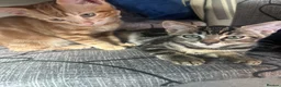 Mixed Breed cats for sale: ADORABLE KITTEN LOOKING FOR THERE FOREVER HOME in London - Advert 6