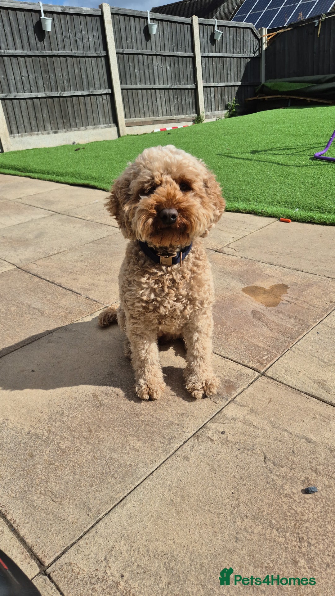 Mixed Breed dogs for sale: (Mum) Miniture aust labradoodle (dad) cockapoo - Advert 2