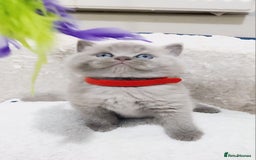 British Shorthair cats for sale: BRITISH SHORT-HAIR KITTENS   - Image 1
