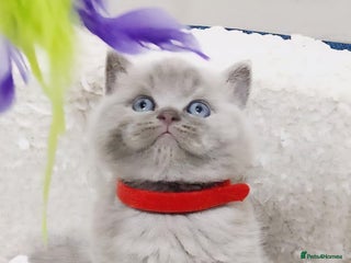 British Shorthair cats - Advert 18