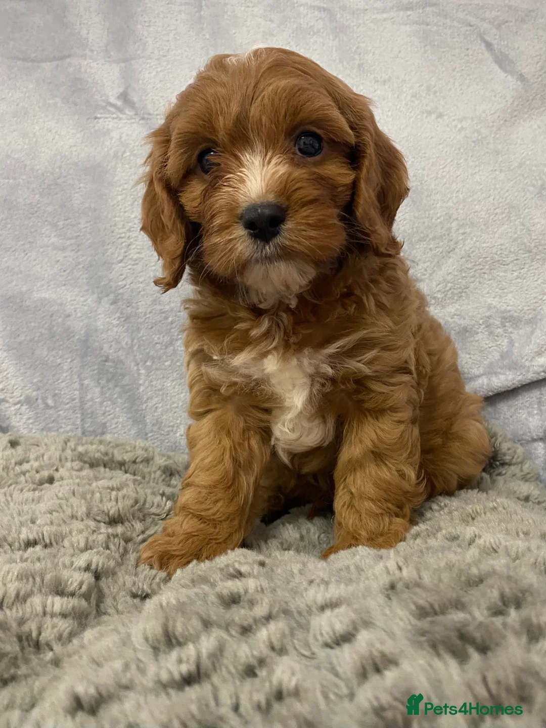 Cavapoo dogs for sale: F1 Toy Cavapoo - Advert 3