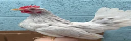 Chickens poultry for sale: Serama hatching eggs  - Advert 7