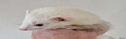 Ferret rodents for sale: Micro Ferrets - Advert 8