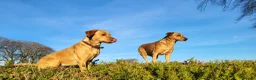 Labrador Retriever dogs for sale: Labrador puppies - Advert 9