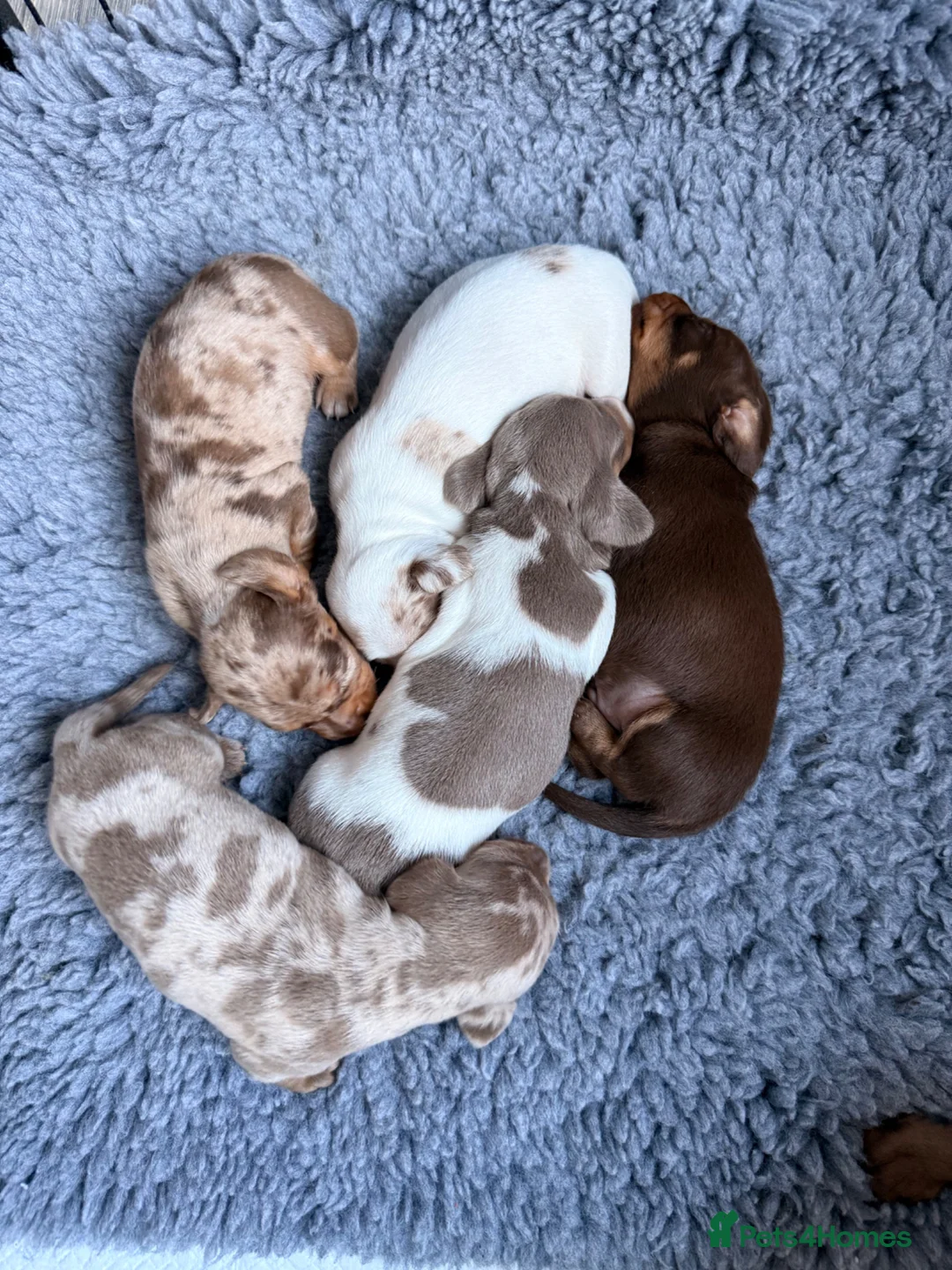 Miniature Dachshund dogs for sale: Beautiful miniature Dachshund  - Advert 1