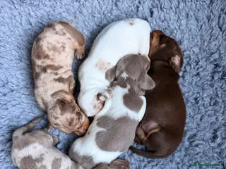 Miniature Dachshund dogs Beautiful miniature Dachshund - Advert 1