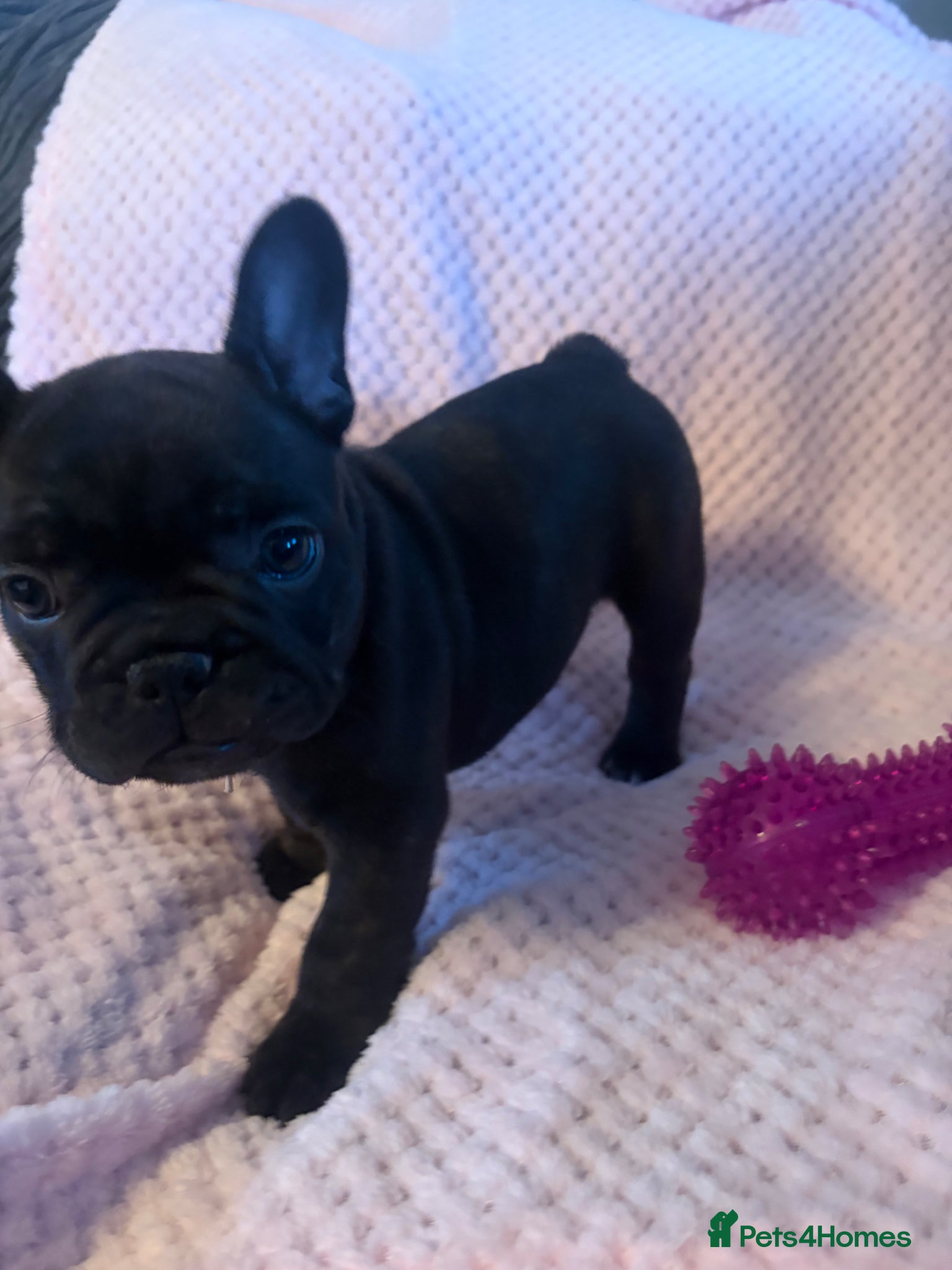French Bulldog dogs French bulldog last bitch left  - Advert 2
