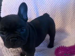 French Bulldog dogs French bulldog last bitch left - Advert 1
