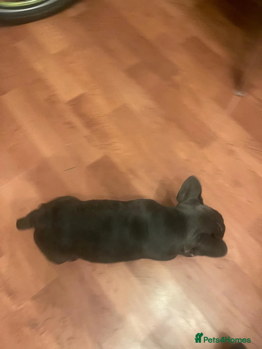 French Bulldog dogs for sale: Two gorgeous puppies looking for a new home  - Advert 5