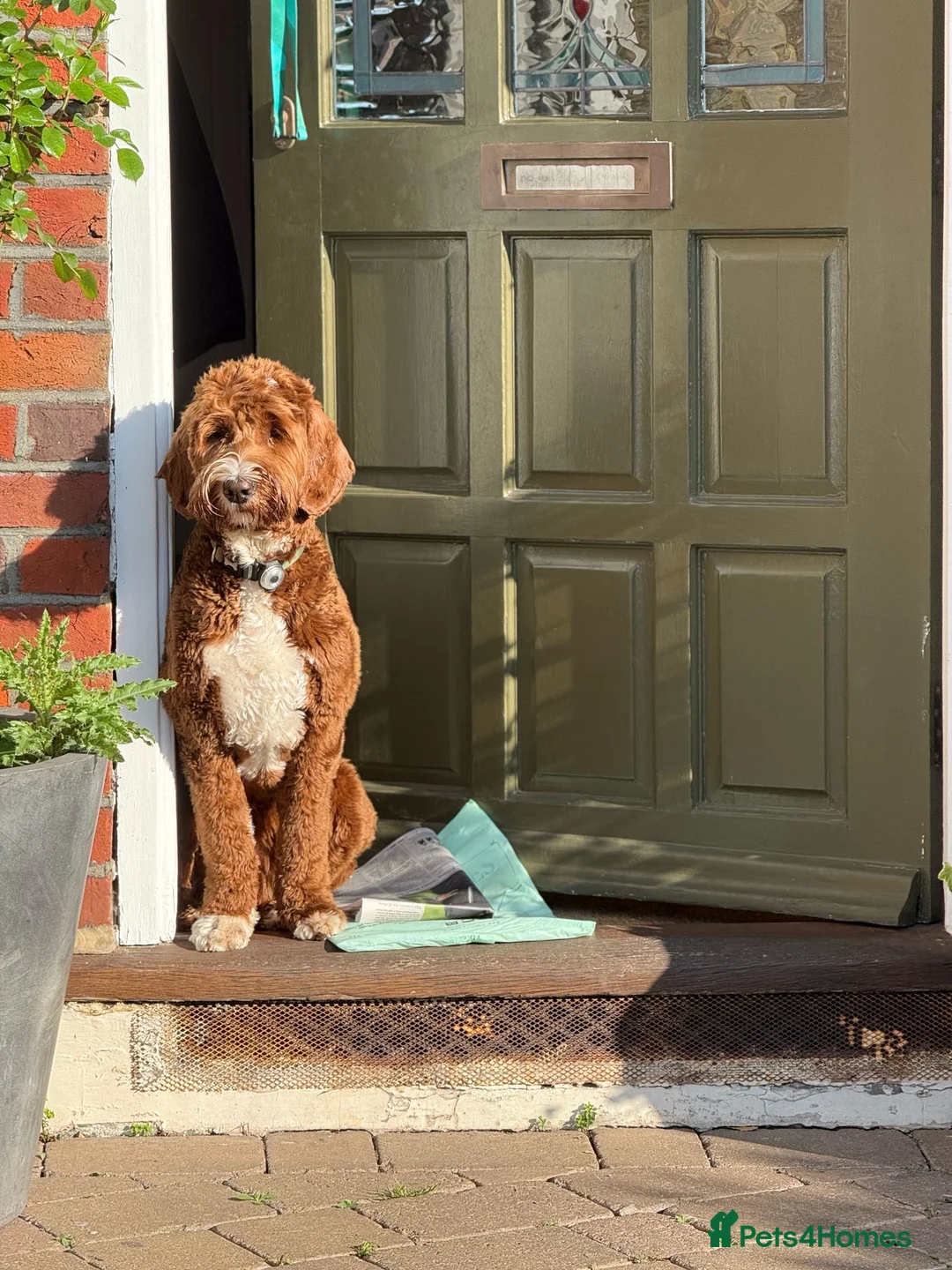 Australian Labradoodle dogs for sale: WAITING LIST Australian Labradoodles - RED & TUX  - Advert 30