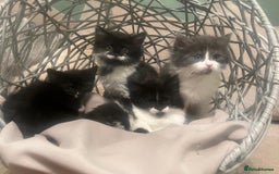 Mixed Breed cats for sale: Maine coon cross ragdoll kittens - Image 1