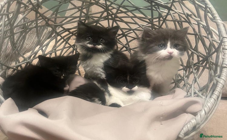 Mixed Breed cats - Advert 5