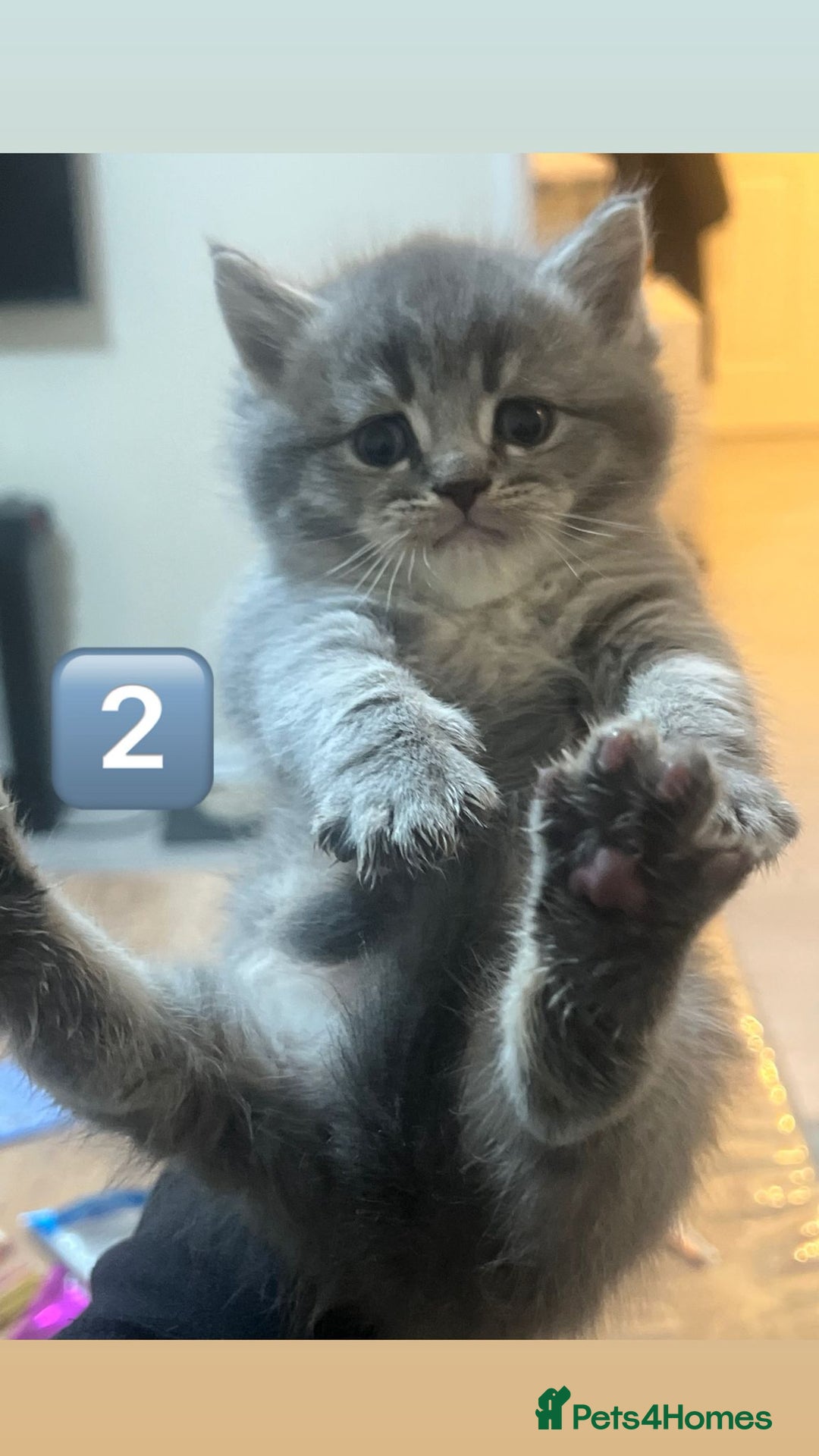 British Shorthair cats for sale: British Shorthair × British Longhair/ScottishFold - Advert 2