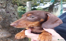 Miniature Dachshund dogs for sale: Beautiful litter of 6 true to type miniature pups. - Image 7