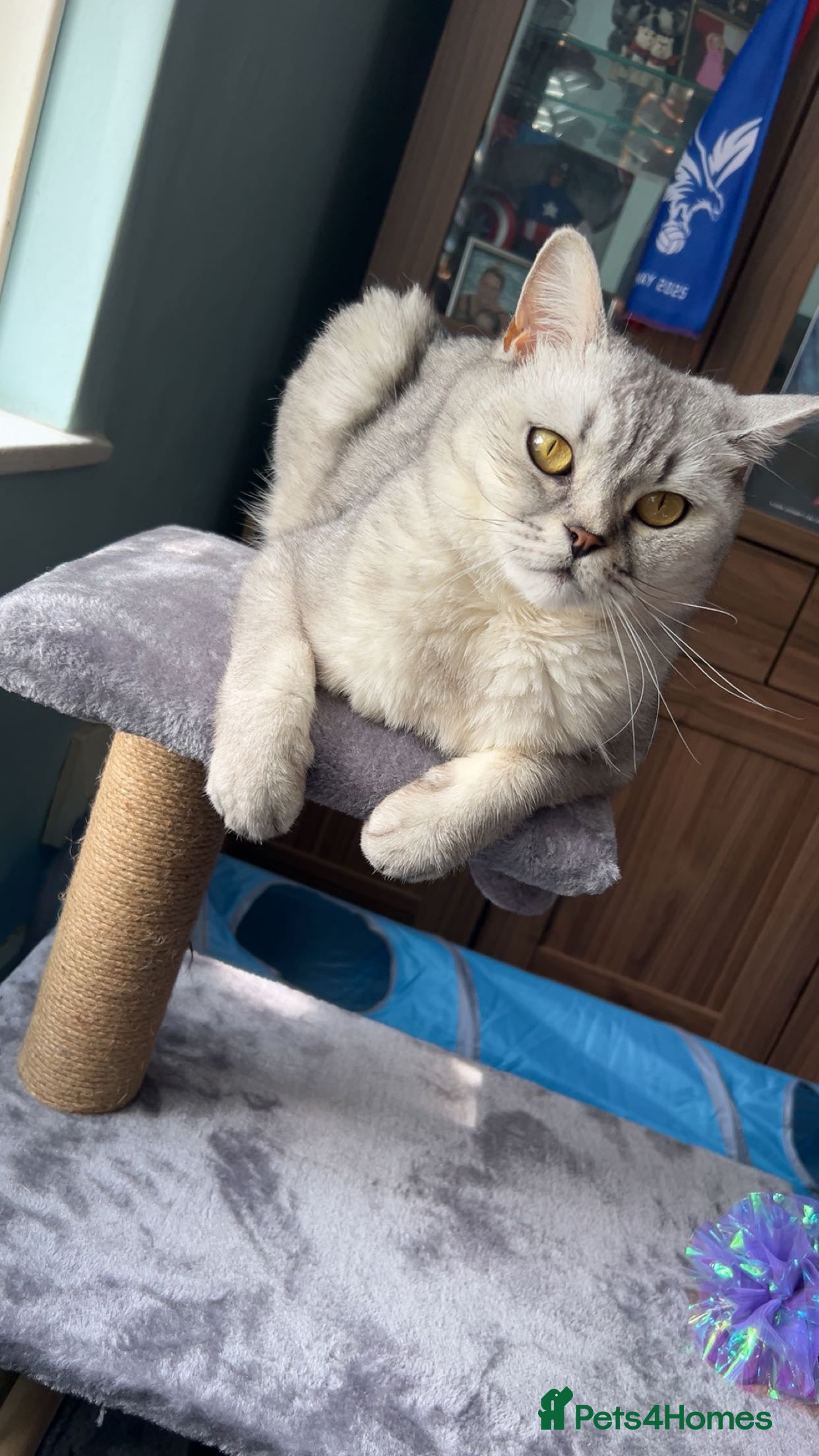 Scottish Fold cats Hi, This is star Scottish fold/straight ears. - Advert 7