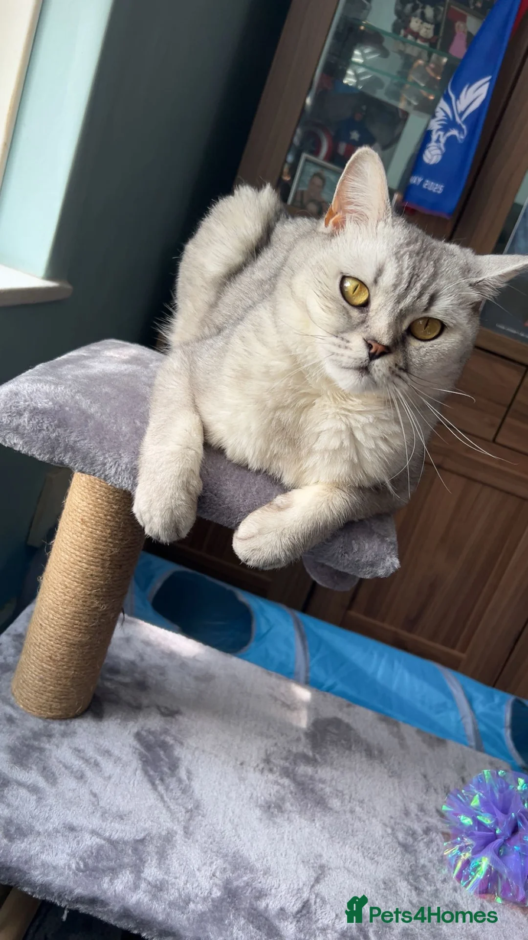 Scottish Fold cats for sale: Hi, This is star Scottish fold/straight ears. - Advert 1