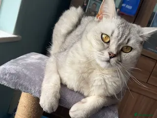 Scottish Fold cats Hi, This is star Scottish fold/straight ears. - Advert 7