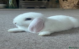 Mini Lop rabbits for sale: Last Blue Eye Buck remaining - ready now - Image 2