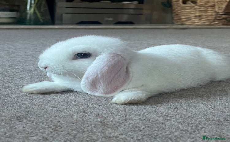 Mini Lop rabbits - Advert 3