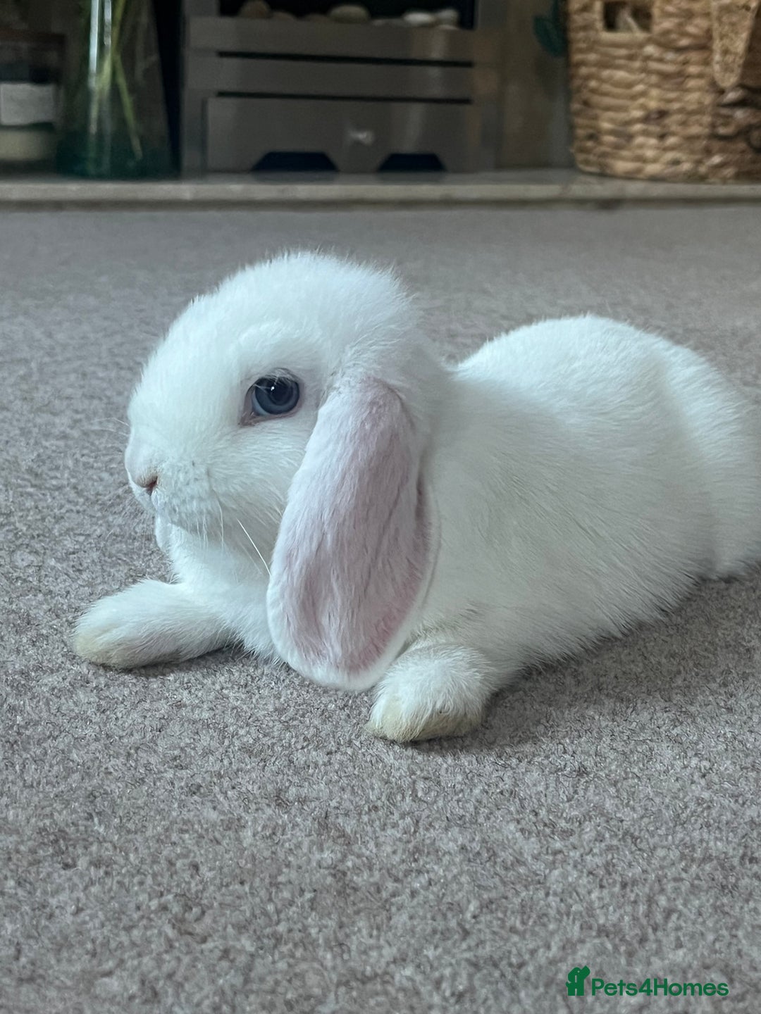 Mini Lop rabbits for sale: Last Blue Eye Buck remaining - ready now - Image 2