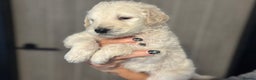 Goldendoodle dogs for sale: F1B STANDARD GOLDENDOODLE - Advert 19