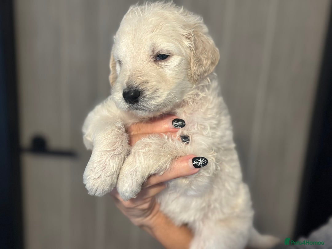 Goldendoodle dogs for sale: F1B STANDARD GOLDENDOODLE - Advert 19