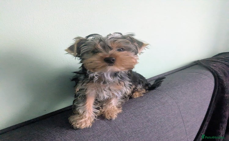 Yorkshire Terrier dogs - Advert 14