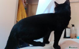 Mixed Breed cats for sale: Looking for new home - Advert 2