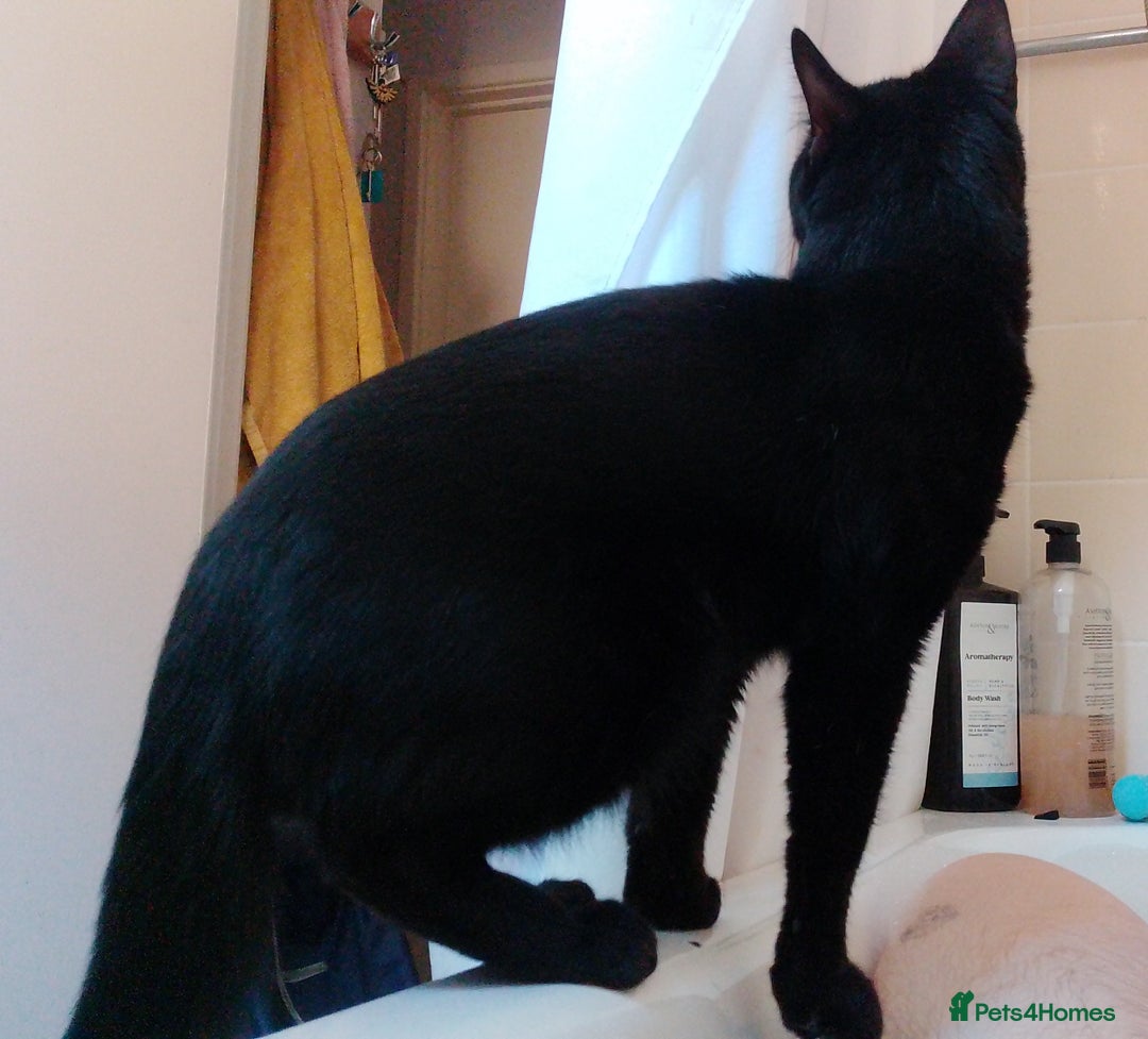 Mixed Breed cats for sale: Looking for new home - Advert 2