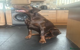 Dobermann dogs for stud: Zeus (for stud)  - Image 3