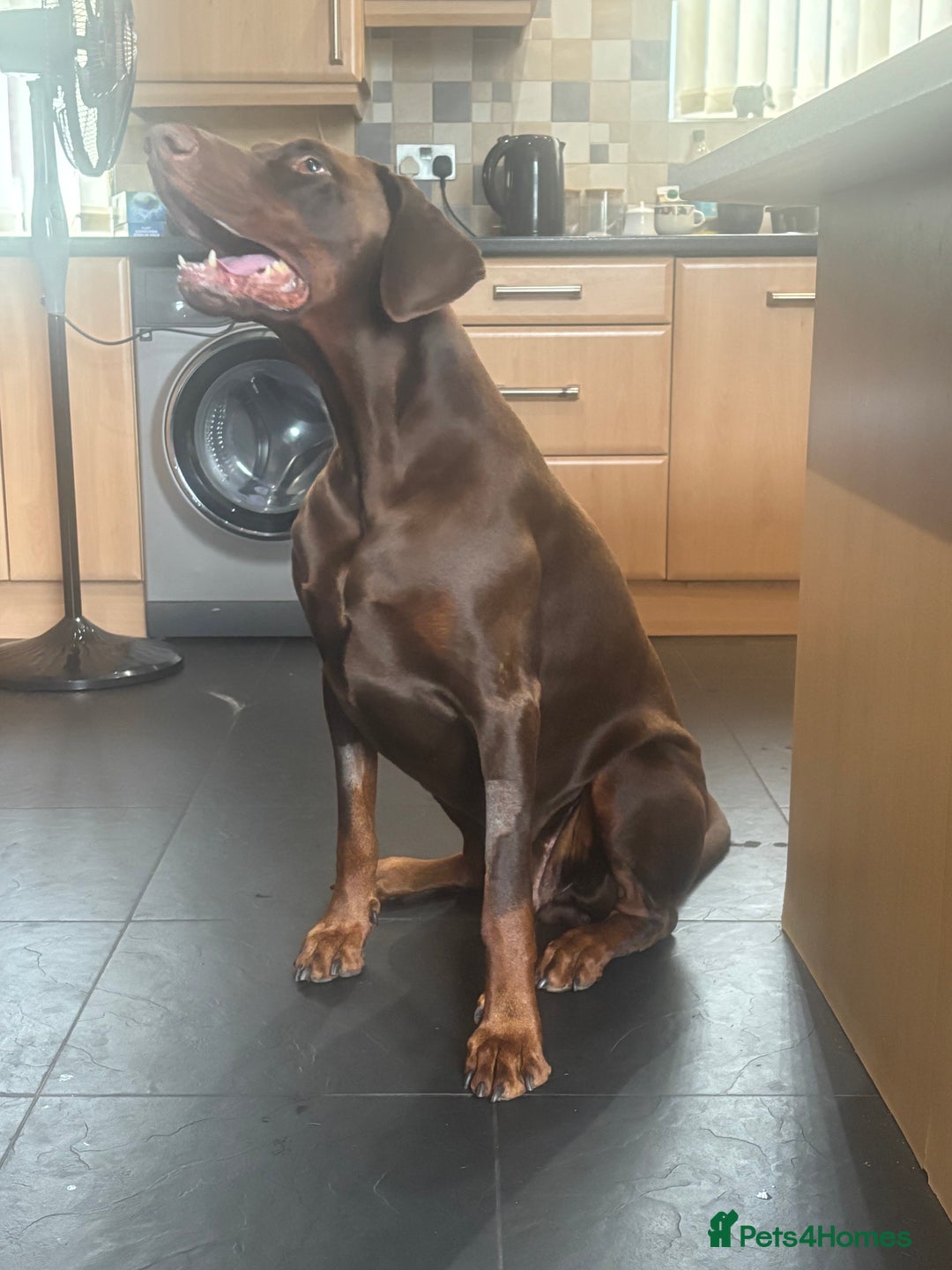 Dobermann dogs for stud: Zeus (for stud)  - Image 3