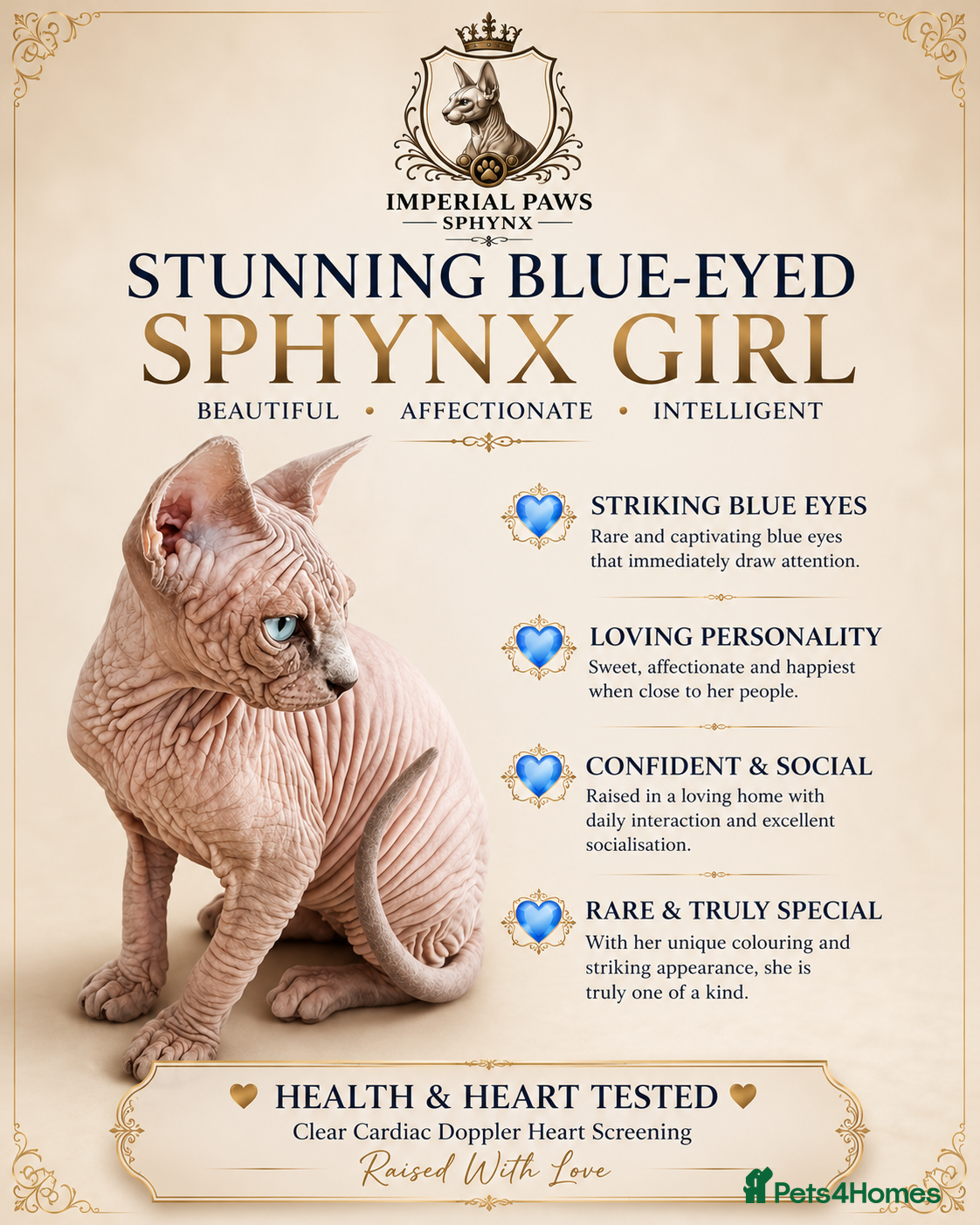 Sphynx cats Blue-Eyed Sphynx Girl /  TICA Reg - Advert 5