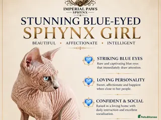 Sphynx cats Blue-Eyed Sphynx Girl / TICA Reg - Advert 5