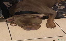 American Bully dogs for sale: American bullie - Image 4