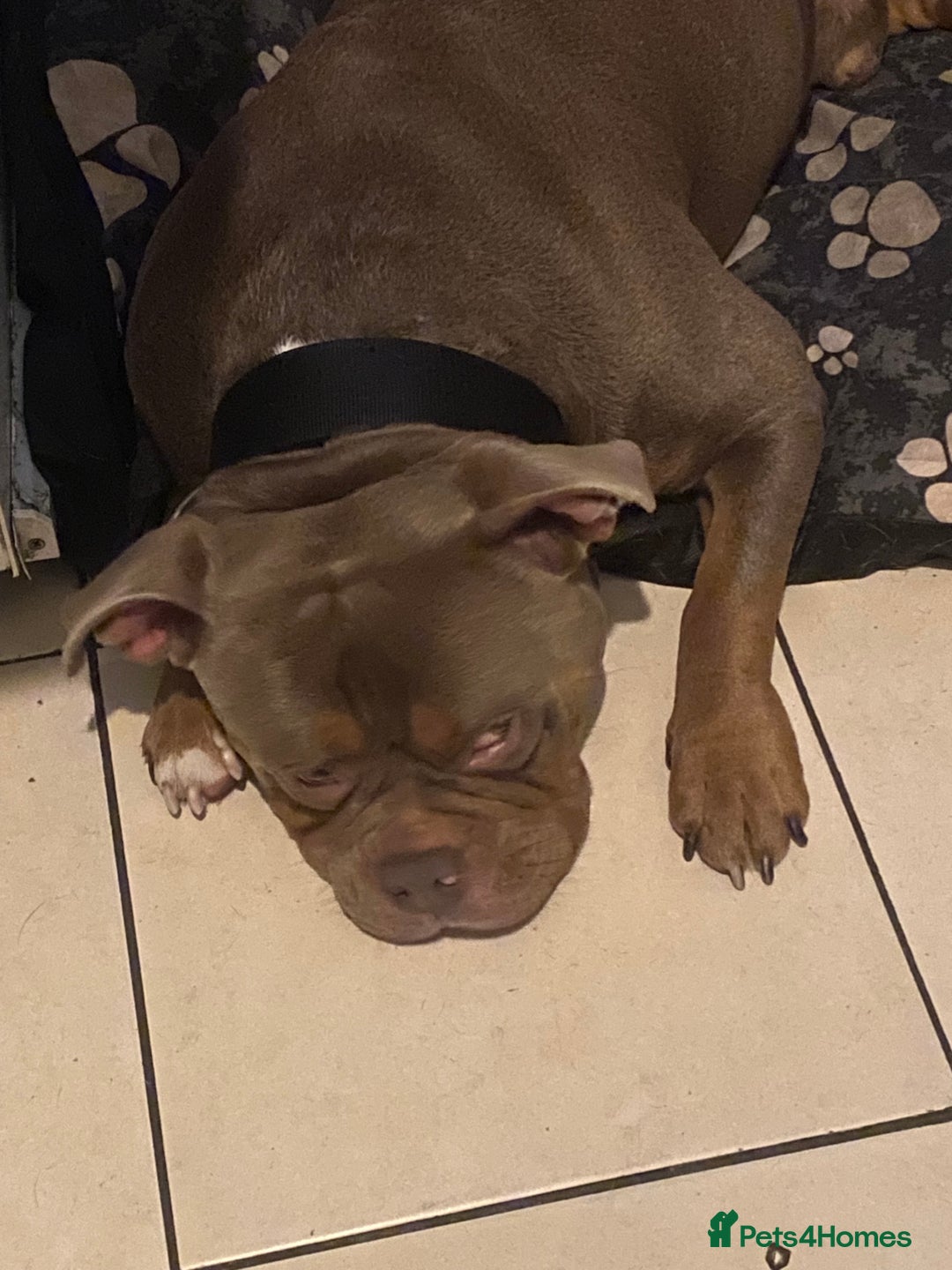 American Bully dogs for sale: American bullie - Image 4