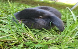Mini Lop rabbits for sale: Black Male Mini Lop - Image 4