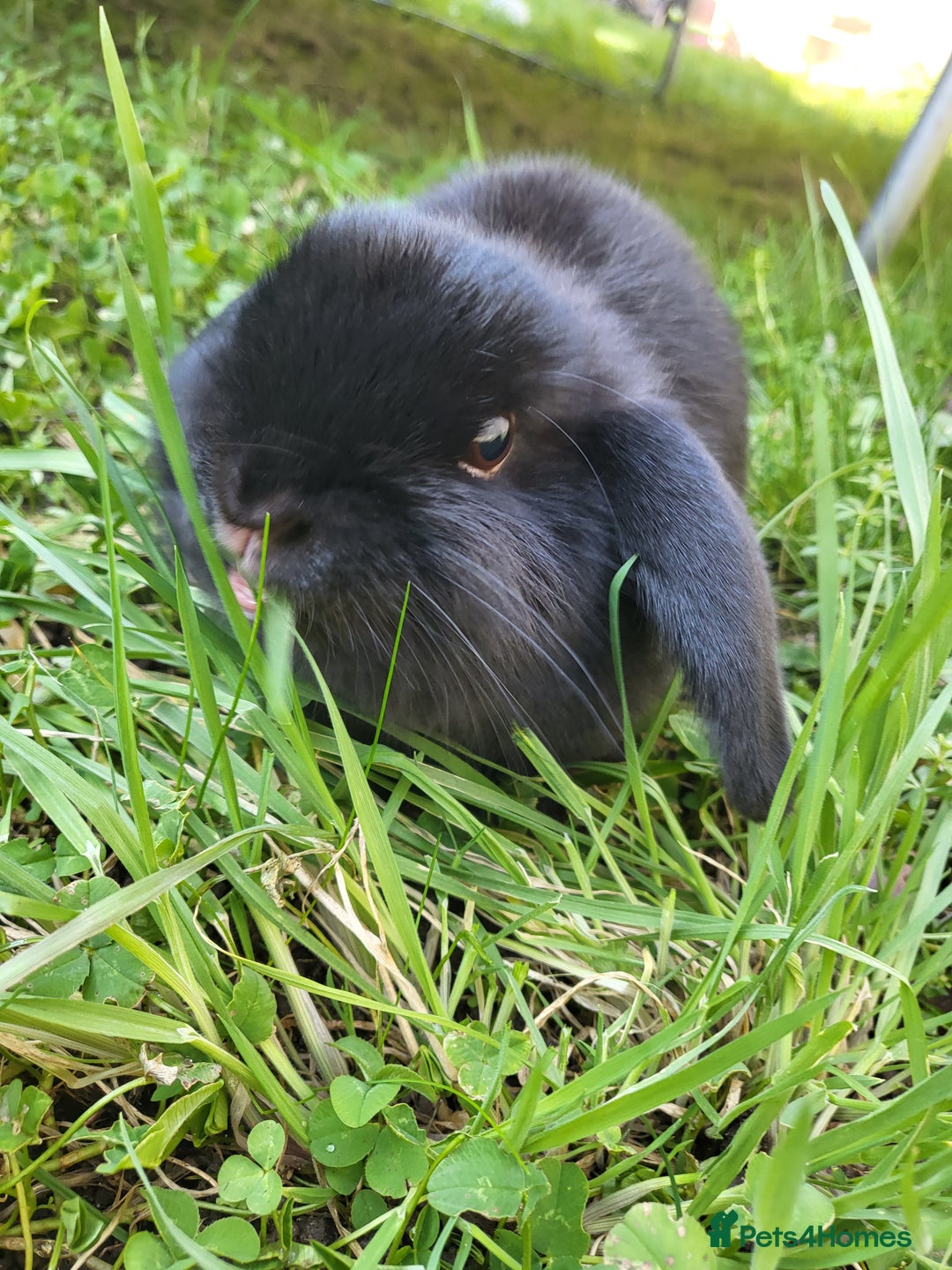 Mini Lop rabbits for sale: Black Male Mini Lop - Image 4