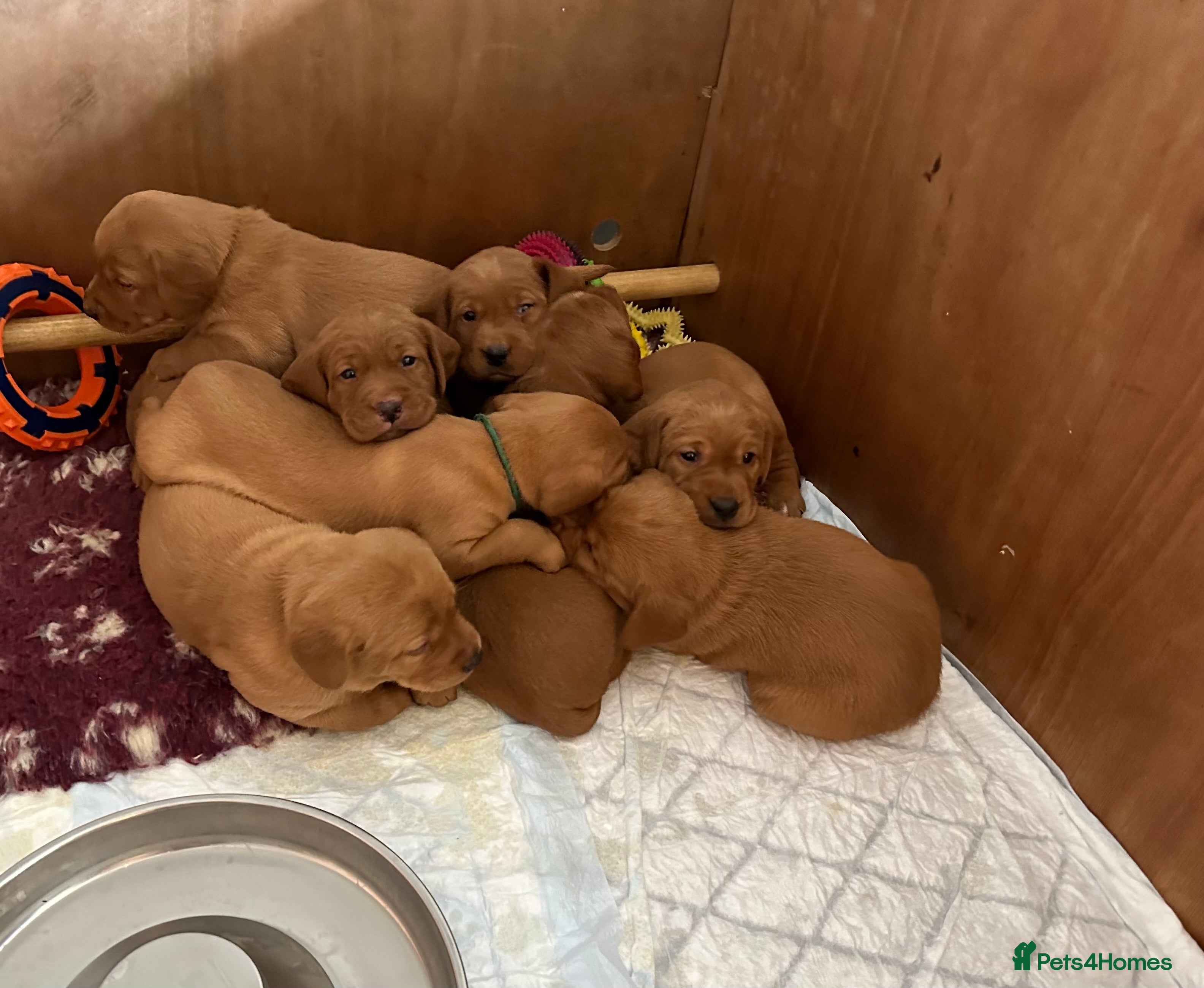 Labrador Retriever dogs Dark Fox Red Labs. Bred by a Vet - Advert 2