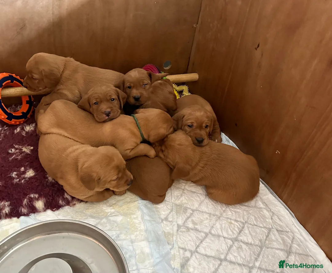 Labrador Retriever dogs for sale: Dark Fox Red Labs. Bred by a Vet - Advert 1