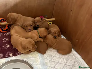 Labrador Retriever dogs Dark Fox Red Labs. Bred by a Vet - Advert 1