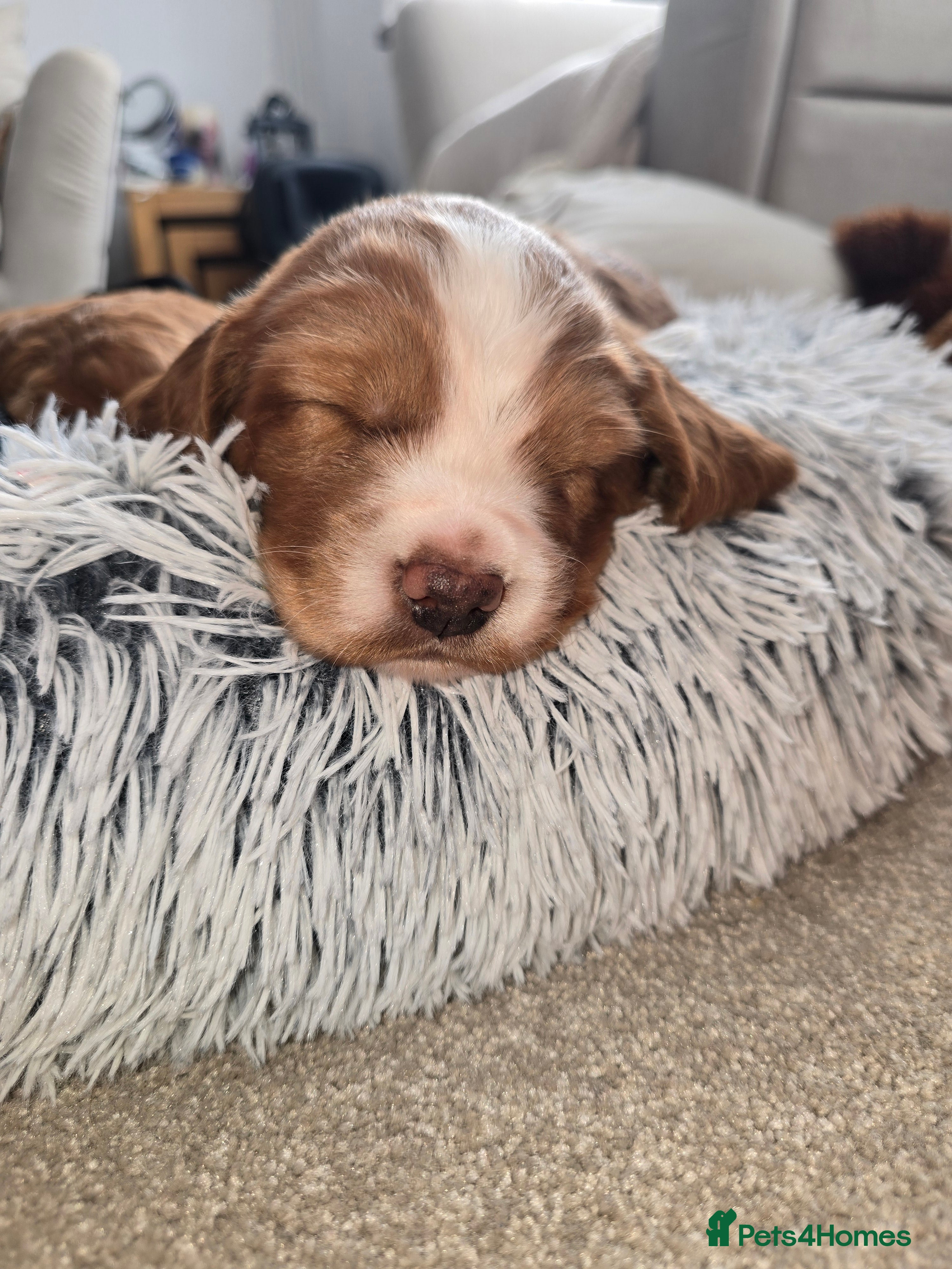 Cocker Spaniel dogs Working cocker spaniel males  - Advert 13