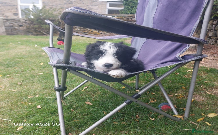 Bearded Collie dogs - Advert 1