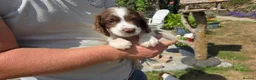 English Springer Spaniel dogs for sale: Springer Spaniel Puppies For Salee - Advert 10