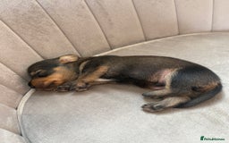 Miniature Dachshund dogs for sale: Gorgeous Long &short haired mini dachshund puppies - Image 9