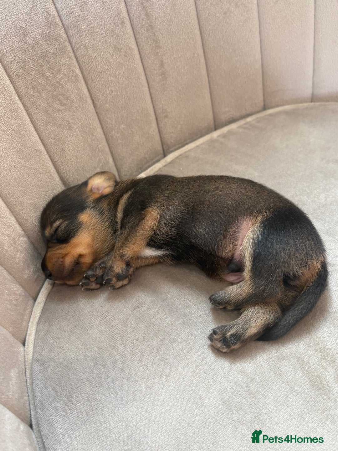 Miniature Dachshund dogs for sale: Gorgeous Long &short haired mini dachshund puppies - Image 9