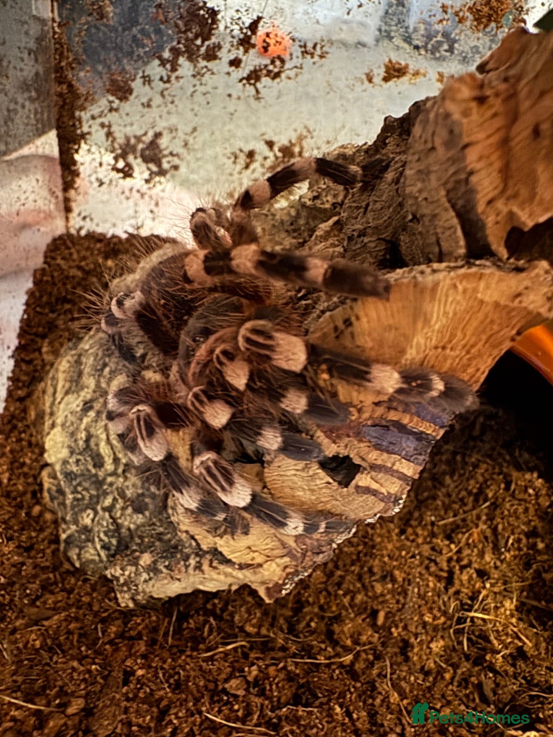 Tarantulas invertebrates for sale: Giant white knee and white striped birdeater  - Advert 1