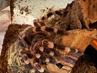 Tarantulas invertebrates Giant white knee and white striped birdeater - Advert 1