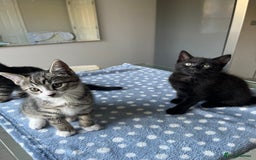 Mixed Breed cats for sale: 4 x Beautiful Adorable Kittens *Ready Now* - Image 23