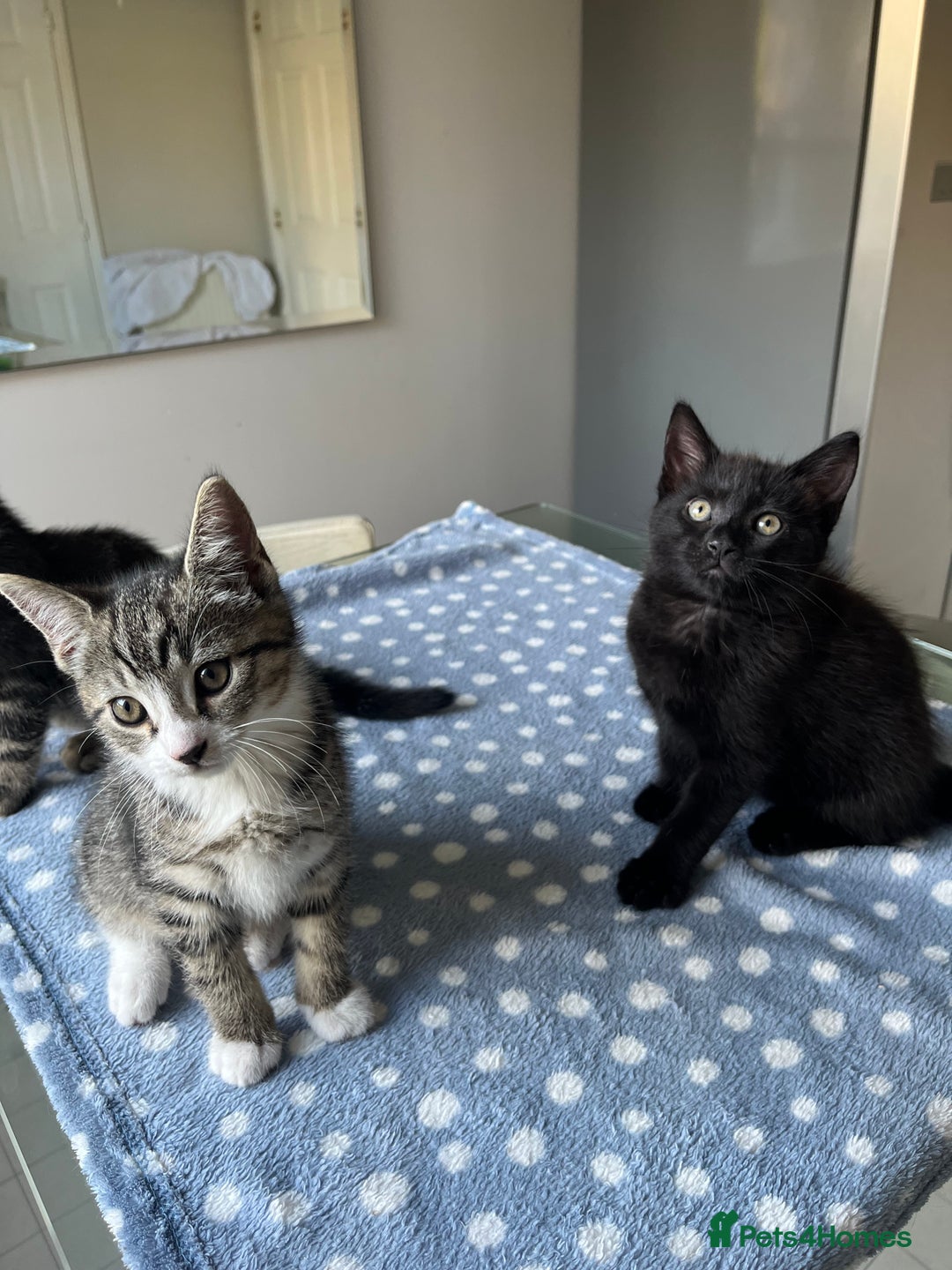 Mixed Breed cats for sale: 4 x Beautiful Adorable Kittens *Ready Now* - Image 23