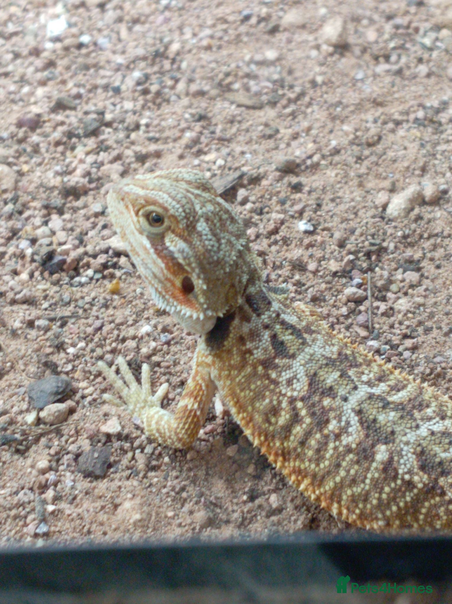 Bearded Dragon reptiles Babies bearded dragons  - Advert 8